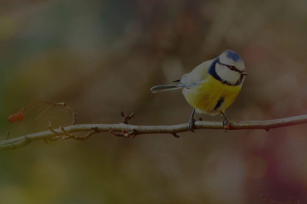 Tuition Classes 17 Future Academy JC Biology tuition