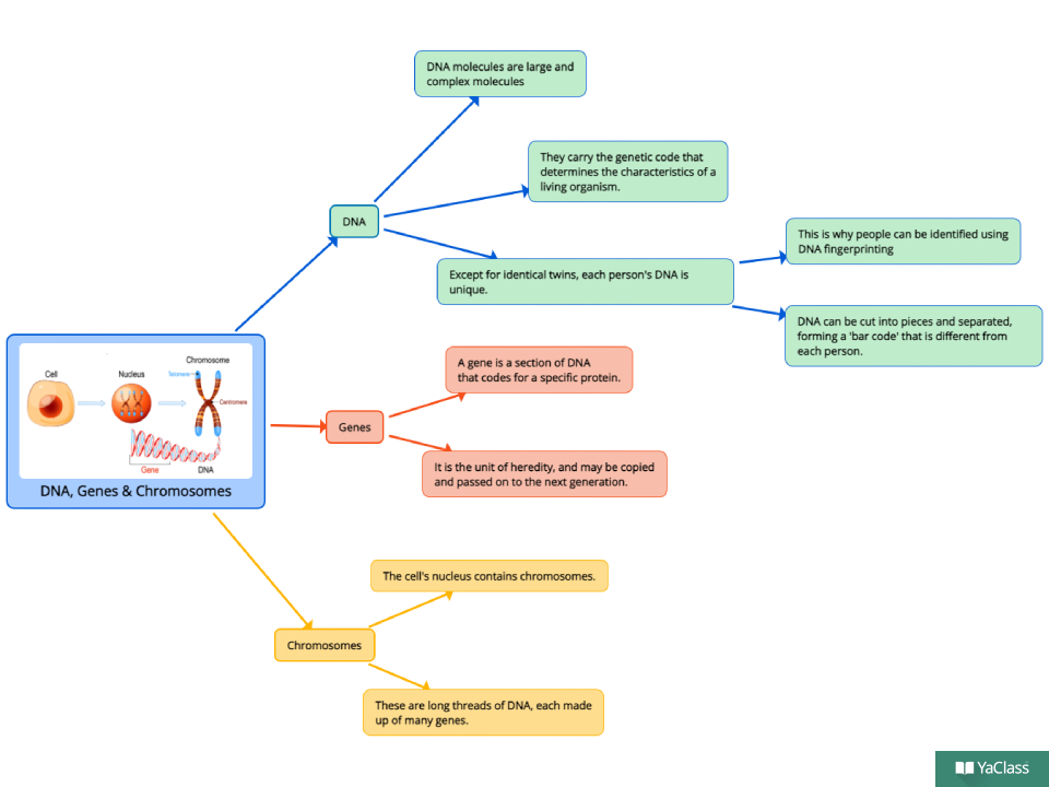 How To Revise For Molecular Genetics For Sec 4 Biology 2
